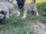 Üst Düzey Kangal Yavrular