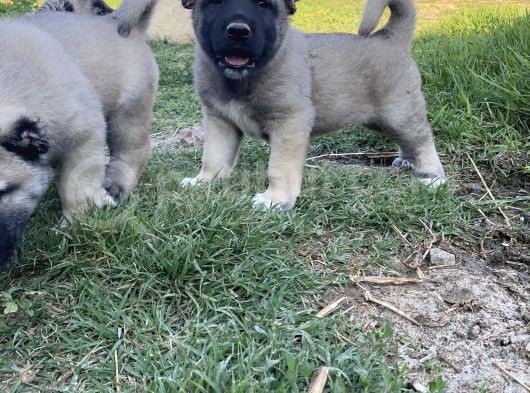 Üst Düzey Kangal Yavrular görsel