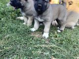 Üst Düzey Kangal Yavrular