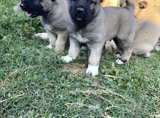 Üst Düzey Kangal Yavrular görsel