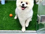 1 Yaşında Teddy Bear Pomerian Yavrularımız Dişi Ve Erkek