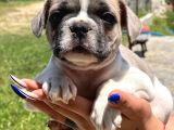 Pied Boy French Bulldog