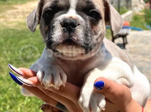 Pied Boy French Bulldog görsel