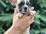 Pied boy French bulldog