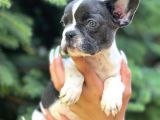 Pied baby French bulldog