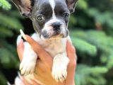 Pied Baby French Bulldog