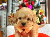 Eşsiz güzellikte F2 Maltipoo yavrularım