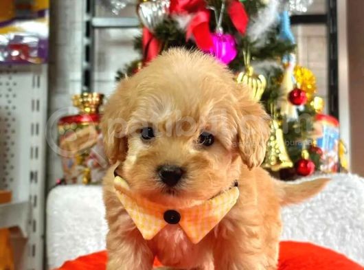Eşsiz Güzellikte F2 Maltipoo Yavrularım