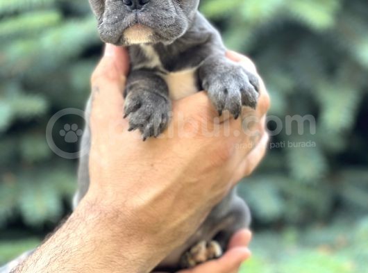 Blue Sevdiğimiz Doğrudur