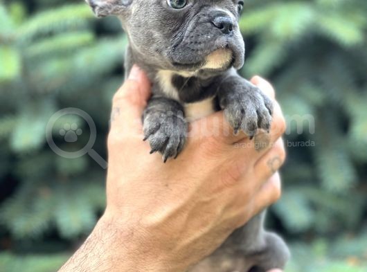 Blue Sevdiğimiz Doğrudur görsel