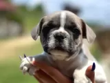 Pied Boy French Bulldog