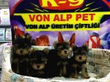 Erkek Ve Di̇şi̇ Saf Yorkshire Terrier Yavrulari Vonalp Garanti̇si̇yle
