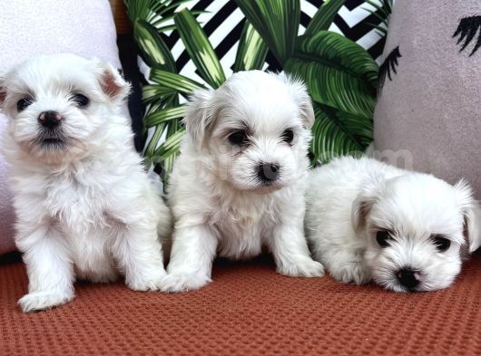 Kar Beyaz Mini Boy Maltese Bebekler görsel