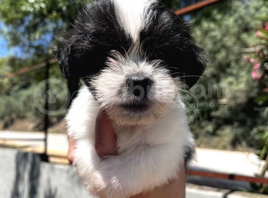 Siyah Beyaz Panda Morkie Erkek Bebek görsel