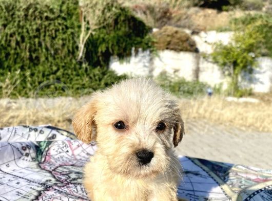 Teacup Maltipoo Oğlumuz görsel