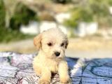 Teacup Maltipoo Oğlumuz