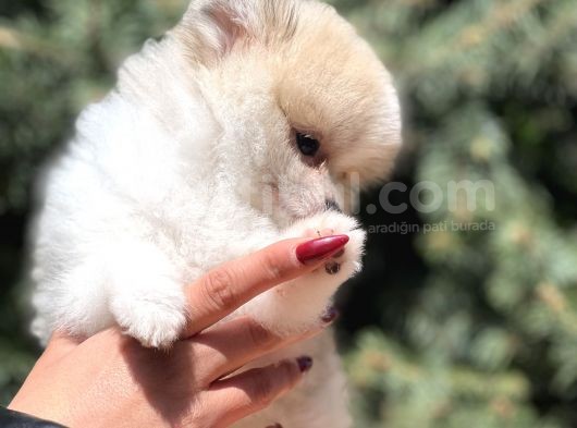 Teacup Secereli Pomeranian görsel