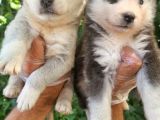 Renk Renk Husky Bebekler