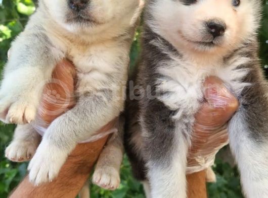 Renk Renk Husky Bebekler görsel