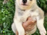 Renk Renk Husky Bebekler