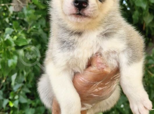 Renk Renk Husky Bebekler görsel