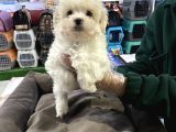 MALTIPOO BEBEKLERIMIZ VONALP PET GUVENCESİYLE