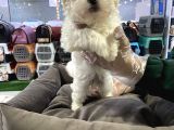 Maltipoo Bebeklerimiz Vonalp Pet Guvencesi̇yle