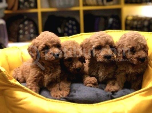 Evleri̇n Neşesi̇ Toy Poodle Yavrularim görsel
