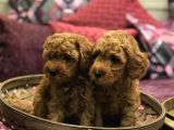 Safkan Toy Poodle Red Yavrularim