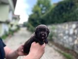 TESLİME HAZIR CHOCOLATE LABRADOR YAVRULARIM