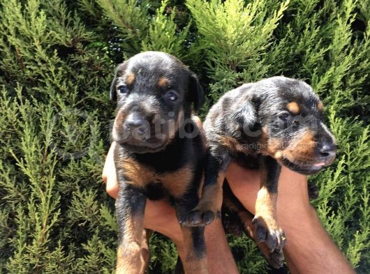 Anne Altindan Safkan Doberman Yavrular görsel