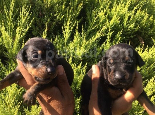 Anne Altindan Safkan Doberman Yavrular görsel