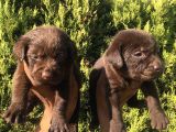 Safkan Çi̇kolata Labrador Retri̇ewer Bebekler