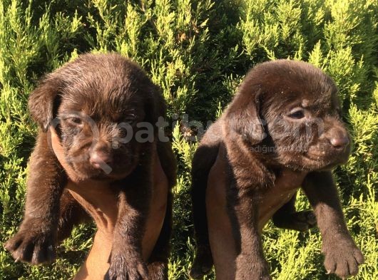 Safkan Çi̇kolata Labrador Retri̇ewer Bebekler görsel