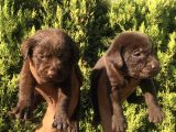 SAFKAN ÇİKOLATA LABRADOR RETRİEWER BEBEKLER