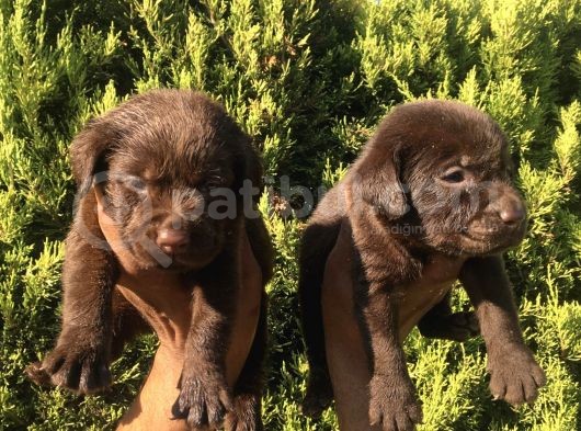 Safkan Çi̇kolata Labrador Retri̇ewer Bebekler