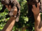 Safkan Çi̇kolata Labrador Retri̇ewer Bebekler