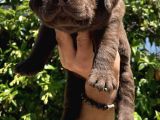 Safkan Çi̇kolata Labrador Retri̇ewer Bebekler