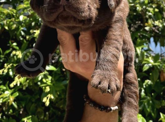 Safkan Çi̇kolata Labrador Retri̇ewer Bebekler görsel
