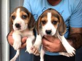 EĞLENCELİ BEAGLE YAVRULAR