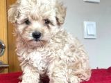 Poodle ayarında Maltipoo bebeklerim