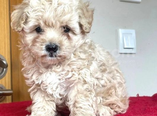 Poodle Ayarında Maltipoo Bebeklerim