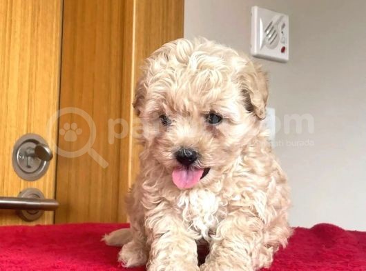 Poodle Ayarında Maltipoo Bebeklerim görsel