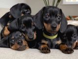 Show Güzelli̇kte Safkan Dachshund Yavrularımız