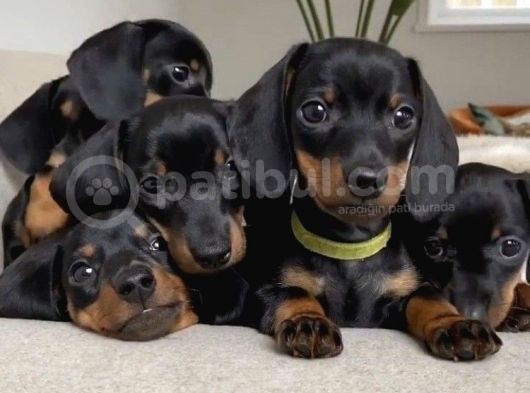 Show Güzelli̇kte Safkan Dachshund Yavrularımız görsel