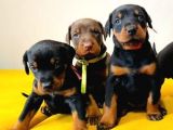 Irk Ve Sağlık Garantili Doberman Yavrular