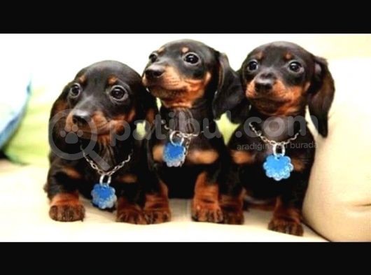 Show Güzelli̇kte Safkan Dachshund Yavrularımız görsel