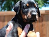 Irk Ve Sağlık Garantili Doberman Yavrular