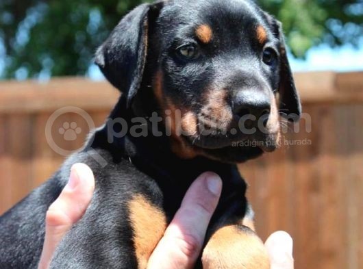 Irk Ve Sağlık Garantili Doberman Yavrular görsel