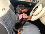 Show Güzelli̇kte Safkan Dachshund Yavrularımız